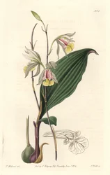 Orchidee, American Bletia - Water Forte av S. Watts från en illustration av T. Holland, från Botanical Register