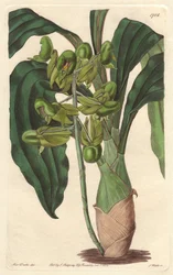 Orchidee Catasetum, infödd i Brasilien - Water forte av S. Watts från en illustration av Sarah Anne Drake (1803-1857), från det botaniska registret