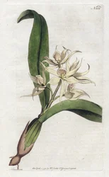Orchidee epidendrum fragfumee - Litografi av YDENHAM Edwards (1768-1819), tallrik från Botanical Magazine av William Curtis (1746-1799)