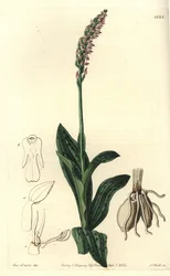 Orchidee neotine - Tätblommig orkidé, Neotinea maculata (One-size aceras, Aceras secundiflora). Handkolorerad kopparstick av S. Watts efter en illustration av Miss Sarah Drake från Sydenham Edwards