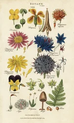 Beställningar av blommor: Siliculosa, Seliquosa, Polygamia, Monogamia, Filicus, Fungi, etc. Handkolorerad kopparstick efter Sydenham Edwards från John Mason Goods Pantologia, a New Encyclopedia, G. Kearsley, London