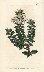 Ouessant myrten eller elliptisk veronica - Cross-leaved speedwell, Veronica decussata. Handfärgad kopparstick av Sansom efter en illustration av Sydenham Edwards från William Curtis