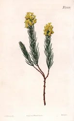 Oval spetsad aspalathus, Aspalathus callosa. Handfärgad kopparstick av Weddell efter en illustration av Sydenham Edwards från Samuel Curtis "" Botanical Magazine,"" London