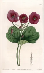 Oxalis de Bowie - Plåt graverad av S.Watts, från en illustration av Sarah Anne Drake (1803-1857), från Botanical Register of Sydenham Edwards (1768-1819), England