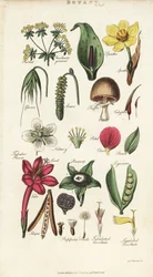 Delar av blommor, inklusive kronblad, nektar, lim, frö, spath, bracte, baljväxter, etc. Handfärgad kopparstick efter Sydenham Edwards från John Mason Goods Pantologia, a New Encyclopedia, G. Kearsley, London