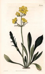 Patrinia sibirica (Altaisk valeriana, Valeriana ruthenica). Handfärgad kopparstick av Weddell efter en illustration av Sydenham Edwards från Samuel Curtis "" Botanical Magazine,"" London