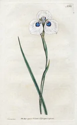 Påfågeliris - Litografi av Sydenham Edwards (1768-1819), plansch ur William Curtis