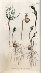 Ärtor, baljväxtfrön i olika groningsstadier. Kolorerat kopparstick, illustration av Sydenham Edwards (1768-1819) för Conferences of Botanical, Lambeths botaniska trädgård (England)