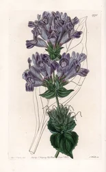 Penstemon Variete - Tallrik graverad av S.Watts, från en illustration av Sarah Anne Drake (1803-1857), från Botanical Register of Sydenham Edwards (1768-1819), England