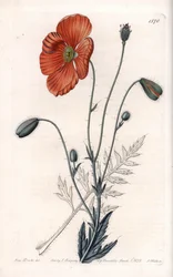 Persian Poppy Variete - Graverad av S.Watts, från en illustration av Sarah Anne Drake (1803-1857), från Botanical Register of Sydenham Edwards (1768-1819), England
