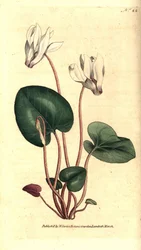 Persisk cyklamen eller cyklamen florister - Persisk cyklamen, Cyclamen persicum. Handkolorerad kopparstick efter en botanisk illustration av James Sowerby från William Curtis