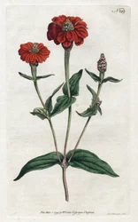 Peruansk zinnia eller bresine - Litografi av Sydenham Edwards (1768-1819), från Botanical Magazine av William Curtis (1746-1799)