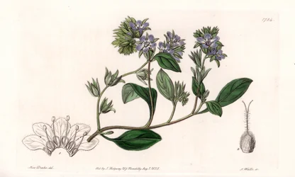 Phacelia, endemisk i Kalifornien - Graverad av S.Watts, från en illustration av Sarah Anne Drake (1803-1857), från Botanical Register of Sydenham Edwards (1768-1819), England