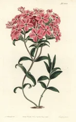 Phlox de la Caroline eller Jaume Saint Hilaire - Frasers håriga flox, Phlox amoena. Handkolorerad kopparstick av F. Sansom Jr. efter en illustration av Sydenham Edwards från William Curtis