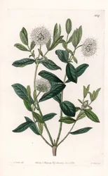 Pimelea Variete - Tallrik graverad av S.Watts, från en illustration av Sarah Anne Drake (1803-1857), från Botanical Register of Sydenham Edwards (1768-1819), England
