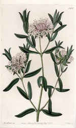 Pimelea sylvestris, född i Australien - graverad av S.Watts, från en illustration av Sarah Anne Drake (1803-1857), från Botanical Register of Sydenham Edwards (1768-1819), England