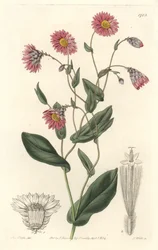 Rosa rhodanthe, infödd i Australien - S. Watts starkt vatten från en illustration av Sarah Anne Drake (1803-1857), från det botaniska registret