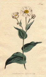 Groblad smörblomma med vita blommor och gult hjärta. Groblad bladkråkfot med vita blommor och gult öga. Ranunculus amplexicaulis. Handfärgad kopparstick från en botanisk illustration av Sydenham Edwards från William Curtis ""