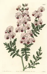 Fattigmansorkidé, Pinnated schizanthus dvärgsort, Schizanthus pinnatus humilis. Handkolorerad kopparstick av S. Watts efter en illustration av Miss Sarah Drake från Sydenham Edwards