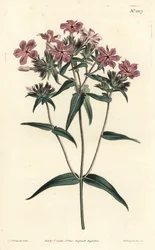 Prairie Phlox - Hårig flox eller lychnidea, Phlox pilosa. Handkolorerad kopparstick av F. Sansom Jr. efter en illustration av Sydenham Edwards från William Curtis