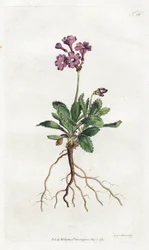 Primevere marginee - Litografi av Sydenham Edwards (1768-1819), plåt från William Curtis