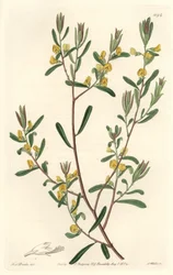 Pultanea flexilis, infödd i Australien - S. Watts starkt vatten från en illustration av Sarah Anne Drake (1803-1857), från Botanical Register