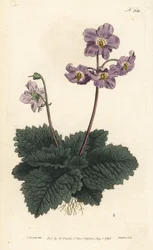Ramondy (eller ramonde) av Pyrenéerna - Pyrenéisk viol, Ramonda myconi (Borage-Lev