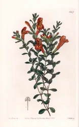 Red Clinopode Variete - Graverad av S. Watts, från en illustration av Sarah Anne Drake (1803-1857), från Botanical Register of Sydenham Edwards (1768-1819), England