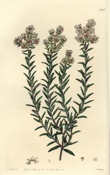 Röd soulangia, Soulangia rubra. Handfärgad kopparstick av S. Watts efter en illustration av J. Hart från Sydenham Edwards