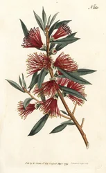 Sköljflaska citrin, flaskskölj eller röd stiftplanta - Crimson flaskborste, Callistemon citrinus (Harsh-Lev