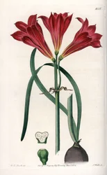 Rodophiale bifide - Graverad tavla av S.Watts, baserad på en illustration av Sarah Anne Drake (1803-1857), från Botanical Register of Sydenham Edwards (1768-1819), England
