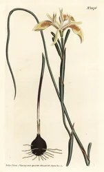 Valsbladig moraea, Moraea angusta. Handkolorerad kopparstick av F. Sansom Jr. efter en illustration av Sydenham Edwards från William Curtis