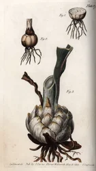 Rot och glödlampa av liljor. Färgad kopparstick, illustration av Sydenham Edwards (1768-1819) för Conferences of Botanical, Botanical Garden of Lambeth (England)