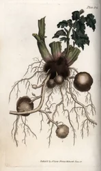 Rötter och knölar av en sättpotatis. Färgad kopparstick, illustration av Sydenham Edwards (1768-1819) för Conferences of Botanical, Botanical Garden of Lambeth (England)