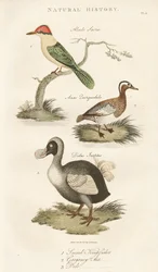 Helig kungsfiskare, garganey och dront