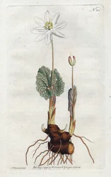 Sanguinaire du Canada - Litografi av Sydenham Edwards (1768-1819), plåt från William Curtis