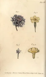 Skabbblomma, Scabiosa atropurpurea, Tetrandria