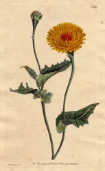 Scorsonere (eller salsifi) av Tanger eller huggormgräs med vallmoblad, gula blommor med röda flughjärta. Tangier skorzoner eller vallmobladig huggorm: gul blomma med crimson fläckig mitt. "En infödd i Tanger på Barbarys kust." Scorzonera ti