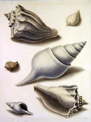 Skal och marin flora (penna, penna, bläck och akvarell på papper) (se även 351984, 351985 och 351987)