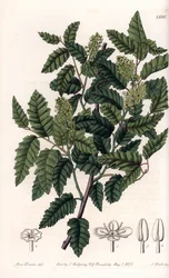 Buske Schinus latifolia, Pepper Variety - Tallrik graverad av S.Watts, från en illustration av Sarah Anne Drake (1803-1857), från Botanical Register of Sydenham Edwards (1768-1819), England