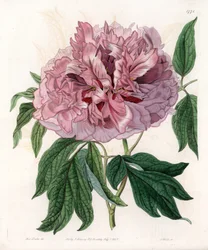 Buskpion eller fårpion - Graverad tavla av S.Watts, från en illustration av Sarah Anne Drake (1803-1857), från Botanical Register of Sydenham Edwards (1768-1819), England