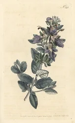 Buskig germander, Teucrium fruticans (Teucrium latifolium) - Handfärgad kopparstick av Sansom efter en illustration av Sydenham Edwards från William Curtis