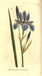 Sibirisk iris - Sibirisk iris, Iris sibirica. Handkolorerad kopparstick efter en botanisk illustration av James Sowerby från William Curtis