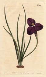 Silkeslen patersonia med mörklila blomma. Uppkallad efter överste Paterson, som studerade Australiens flora. Silkeslen patersonia med mörklila blomma. En infödd i Australien. Uppkallad efter överste Paterson, assisterande guvernör i New South Wales. Paters