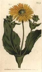 Silphium eller rosinweed, Silphium asteriscus, Polygamia nessaria. Handkolorerad kopparstick av F. Sansom av en botanisk illustration av Sydenham Edwards för William Curtis