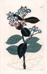 Sodom Apple Tree eller Silk Tree - Plåt graverad av S.Watts, från en illustration av Sarah Anne Drake (1803-1857), från Botanical Register of Sydenham Edwards (1768-1819), England