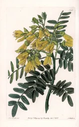 Sydamerikansk sophora variete - Graverad av S.Watts, från en illustration av Sarah Anne Drake (1803-1857), från Botanical Register of Sydenham Edwards (1768-1819), England