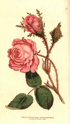 Mousserande ros (mousserande ros) - Rosa mossa, Rosa centifolia f. muscosa (Rosa muscosa). Handkolorerad kopparstick efter en botanisk illustration från William Curtis The Botanical Magazine, Lambeth Marsh, London