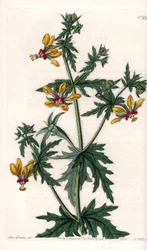 Spicy Poppy - Tallrik graverad av S.Watts, från en illustration av Sarah Anne Drake (1803-1857), från Botanical Register of Sydenham Edwards (1768-1819), England