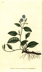 Spring Omphalodes eller Printaniere Little Borage - Krypande navelört, Omphalodes verna (blå navelört, Cynoglossum omphalodes). Handkolorerad kopparstick efter en botanisk illustration av James Sowerby från William Curtis